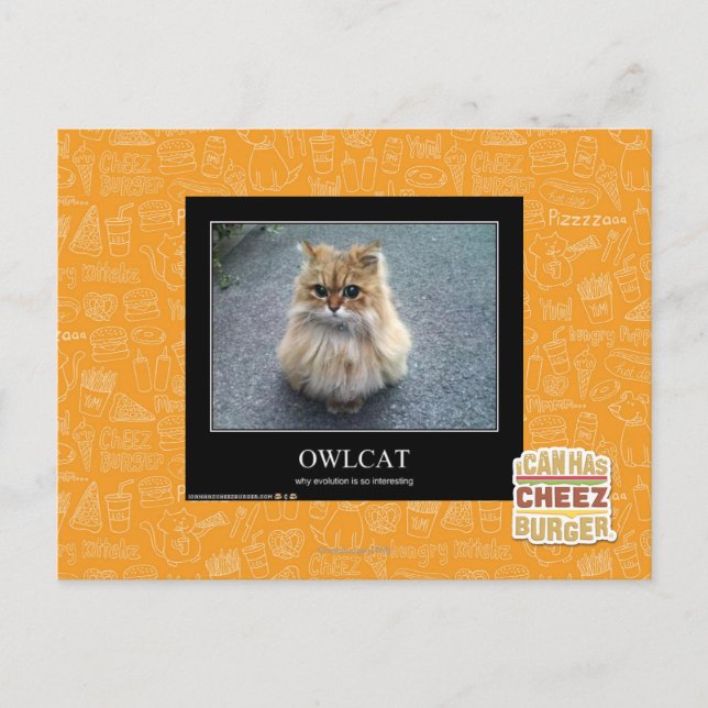 Cartão Postal Owlcat (Frente)