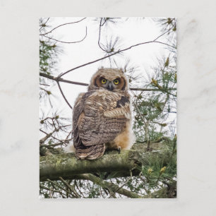 Cartão Postal Owlet Em Uma Ramificação De Pino