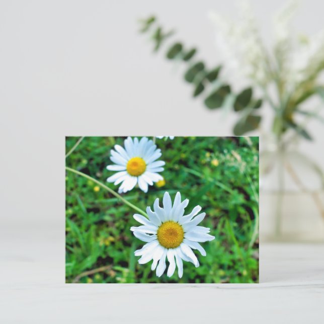 Cartão Postal Ox-Eye Daisies (Em pé/Frente)
