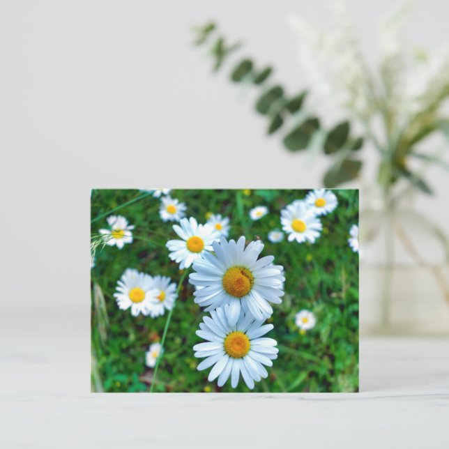 Cartão Postal Ox-Eye Daisies (Em pé/Frente)