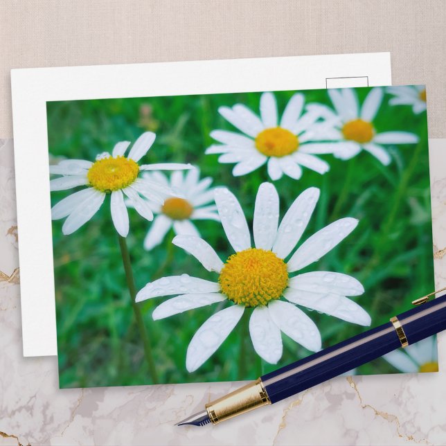 Cartão Postal Oxeye Daisy Flowers Fotografia de Prado (A postcard with a photo of ox-eye daisies growing in a meadow, with raindrops on their petals)