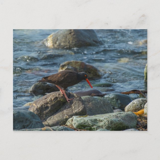 Cartão Postal Oystercatcher Preto (Frente)