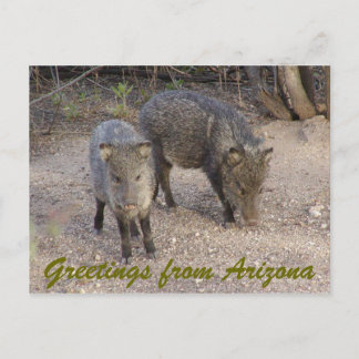 Cartão Postal P1010080, saudações da Arizona