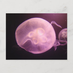 CARTÃO POSTAL P6250304