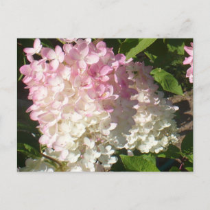 Cartão postal P.D. Hydrangea