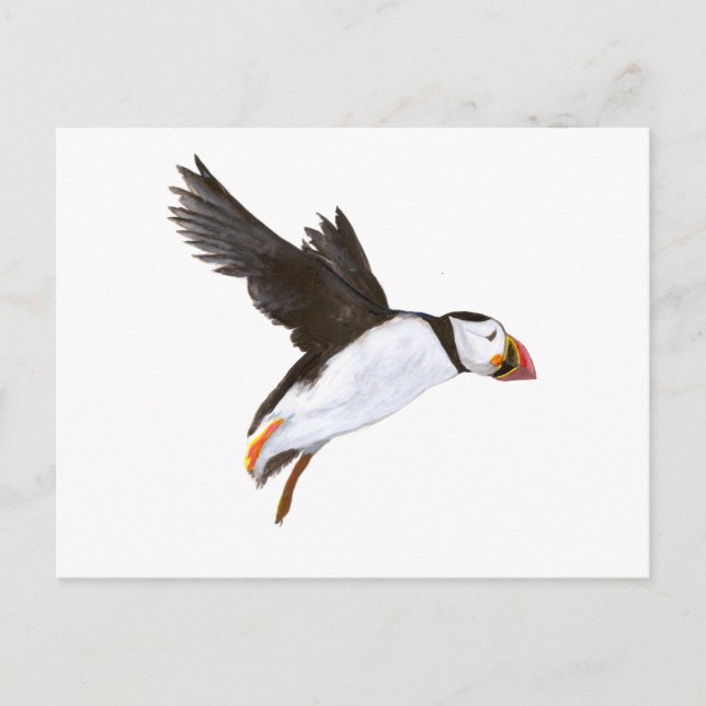 Cartão Postal P. Puffin / carte postale (Frente)