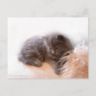 Cartão Postal © P Wherrell Cute cinza de cabelos longos kitten