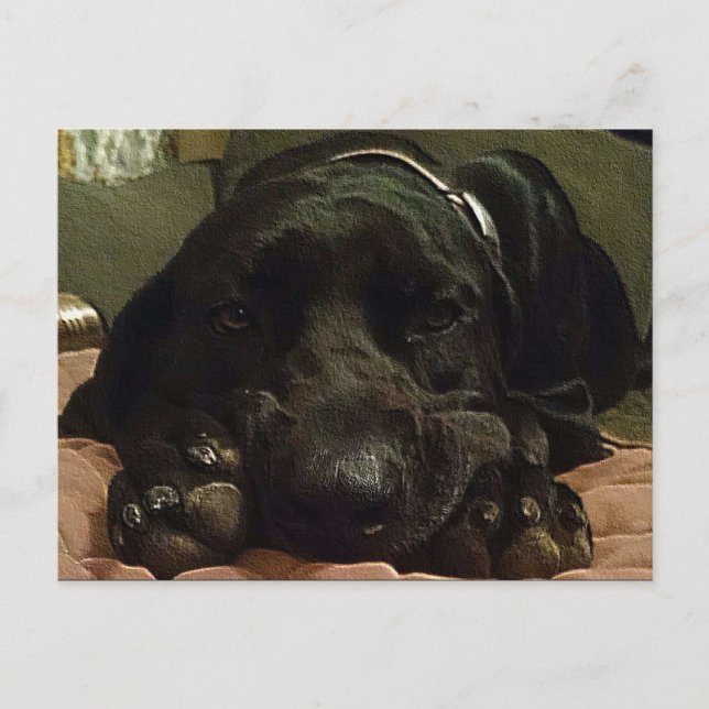 Cartão Postal Pacientemente Esperando (Frente)