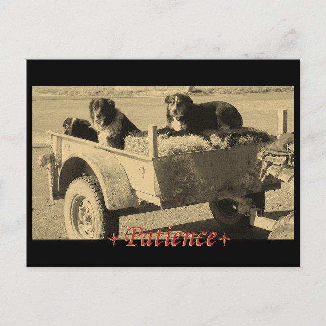 Cartão Postal Pacientemente esperando (Frente)