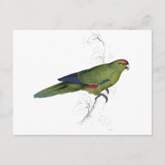Cartão Postal Pacific Parrakeet por Edward Lear