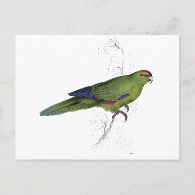 Cartão Postal Pacific Parrakeet por Edward Lear (Frente)