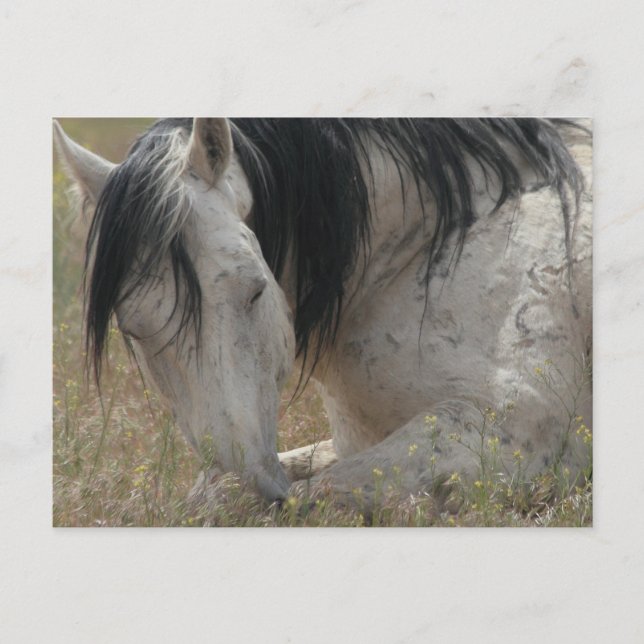 Cartão Postal Pacífico (Frente)