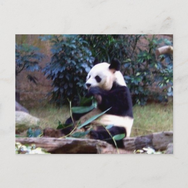 Cartão Postal Pacífico (Frente)