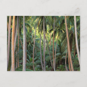 Cartão Postal Pacífico Sul, Polinésia Francesa, Bora Bora.