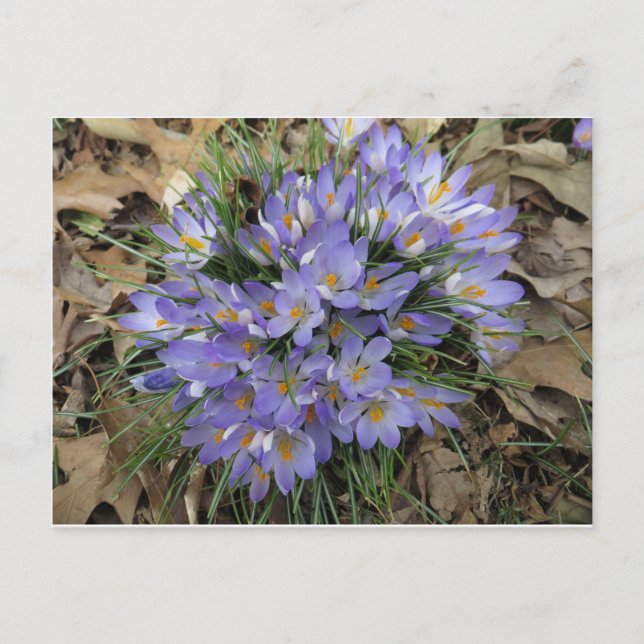 Cartão Postal Pacote Crocus (Frente)