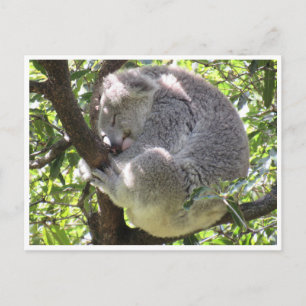 Cartão Postal pacote koala