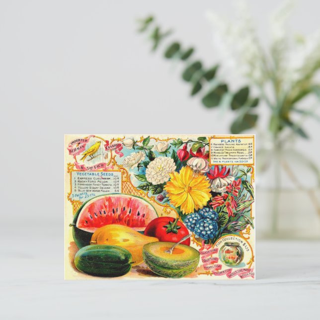 Cartão Postal Pacote Vintage Seed. (Em pé/Frente)