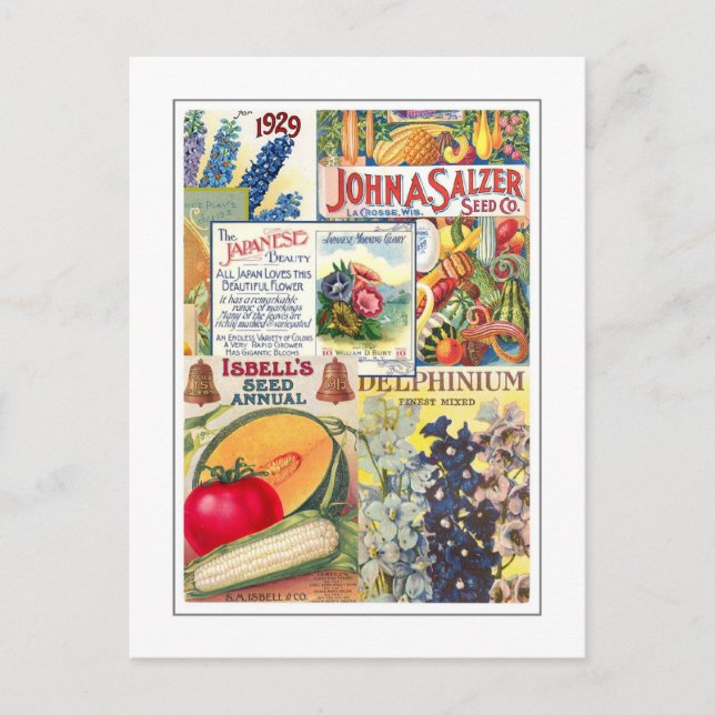 Cartão Postal Pacotes de Sementes (Frente)