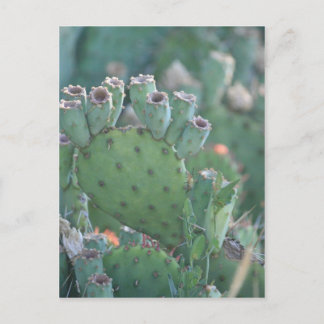 Cartão Postal Paddle Cactus