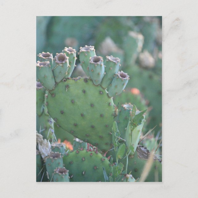 Cartão Postal Paddle Cactus (Frente)