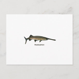 Cartão Postal Paddlefish