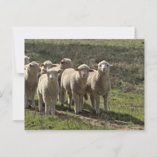 Cartão Postal Padrão