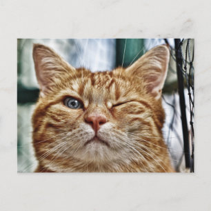 Cartão postal padrão