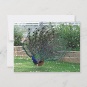 Cartão Postal Padrão
