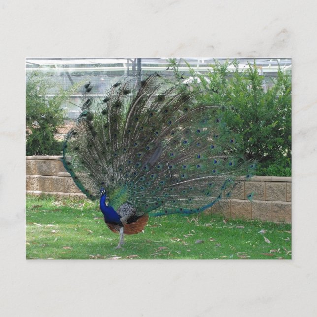 Cartão Postal Padrão (Frente)