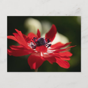 Cartão postal padrão