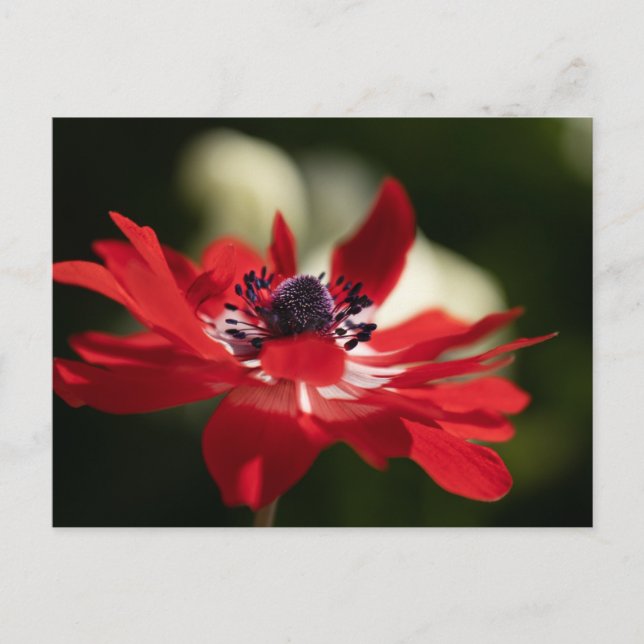 Cartão postal padrão (Frente)