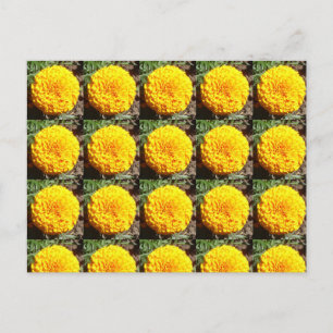 Cartão Postal Padrão Africano Marigolds