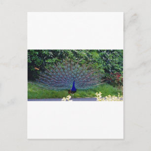 Cartão Postal Padrão Colorido Arte de Pavão Ave Destino Indiano
