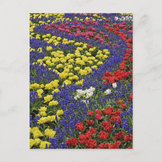 Cartão Postal Padrão das tulipas e das flores de Hyacinth de Uva (Frente)