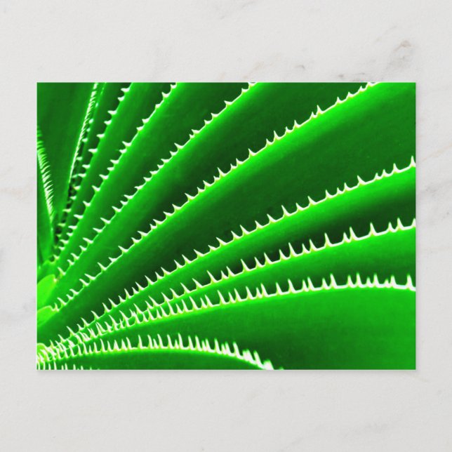 Cartão Postal padrão de cacto verde (Frente)