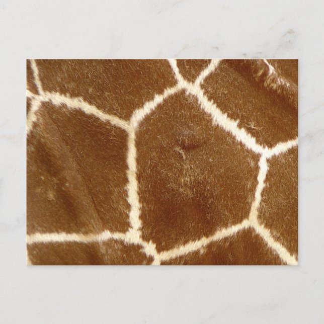 Cartão Postal Padrão de Impressão Animal da Girafa Texturizado n (Frente)
