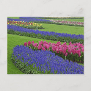 Cartão Postal Padrão de Jacinto-de-uva, tulipas e