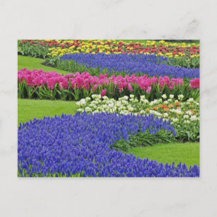 Cartão Postal Padrão de Jacinto de Uva, tulipas e 3