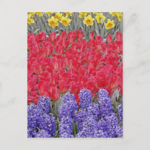 Cartão Postal Padrão de jacinto, tulipas e narcisos,