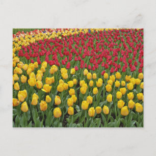 Cartão Postal Padrão de jardim de tulipas, Jardins Keukenhof, 2