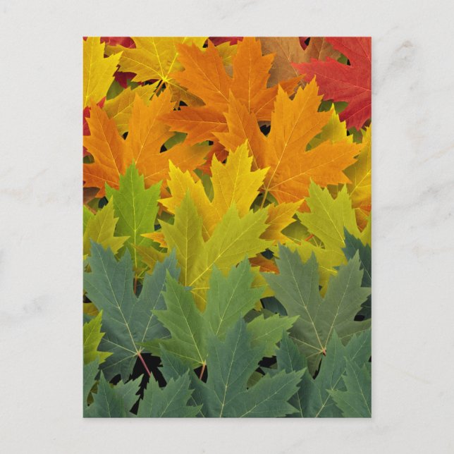 Cartão Postal Padrão de outono 2 (Frente)