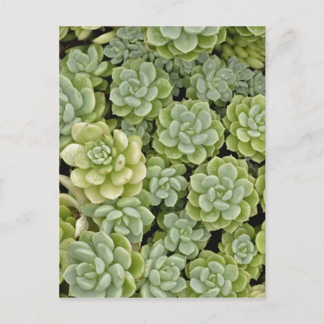 Cartão Postal padrão de planta de stonecrop (Frente)