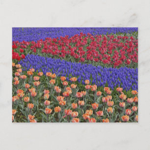 Cartão Postal Padrão de tulipas e de flores de Hyacinth de Uvas