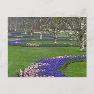 Cartão Postal Padrão de tulipas e flores de jacinto de uva, 4
