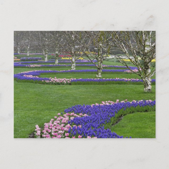 Cartão Postal Padrão de tulipas e flores de jacinto de uva, 4 (Frente)