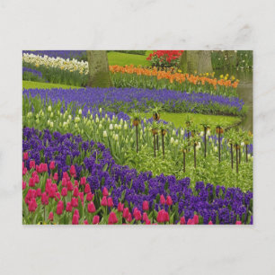 Cartão Postal Padrão de tulipas jacinto e jacinto-de-uva