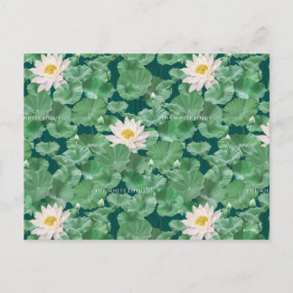 Cartão Postal Padrão do Lago Lotus - O Lotus Branco