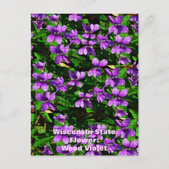 Cartão Postal Padrão Mosaico Violeta Violeta de Madeira de Flor  (Frente)