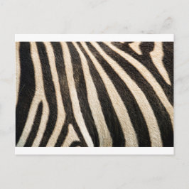 Cartão Postal Padrão zebra
