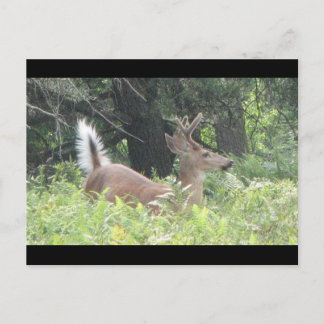 Cartão Postal Padre Bambis?